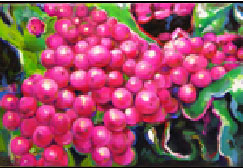 "Vini red"